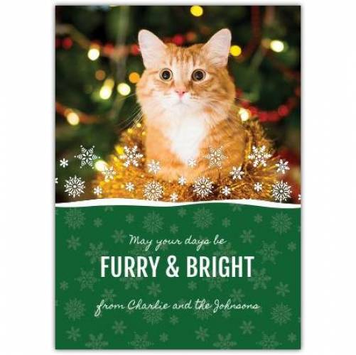 Christmas Furry & Bright Kitty Greeting Card