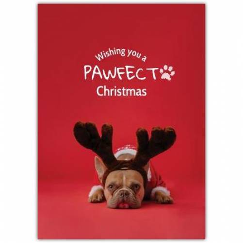 Christmas Pawfect Doggy Greeting Card
