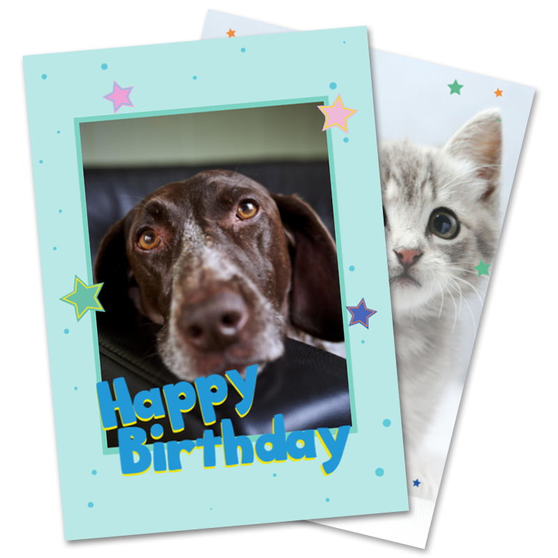 Pets Birthday Greeting Cards