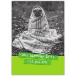 Funny Star Wars Style Birthday Card with Wrapped Dog and Humorous Yoda Quote