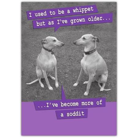 Humorous Whippet Dog Ageing Funny Quote Greeting Card for All Occasions