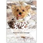 Personalised Cute Yorkshire Terrier Doggy Blank Greeting Card for Any Occasion