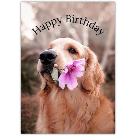 Golden Retriever Dog Holding Pink Flower Happy Birthday Card