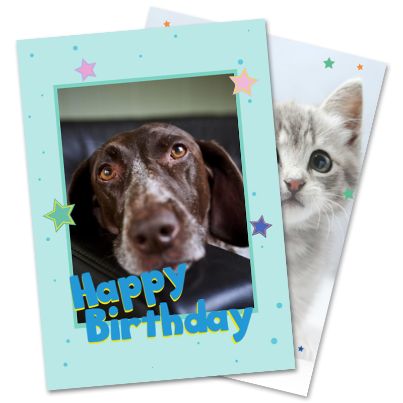 Pets Birthday Greeting Cards